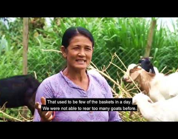 Goat Supply Chain Development _ Short Video