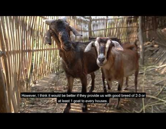 Short Video on Goat SC Development